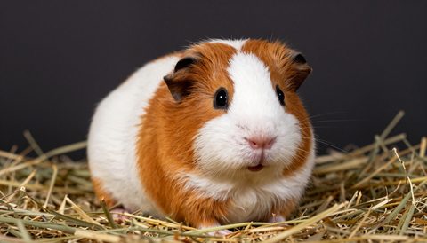 Guinea pig resting on hay, dark background