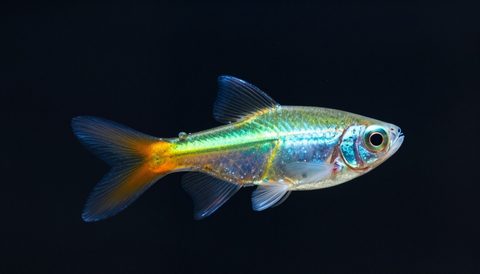 Neon tetra close-up, dark background
