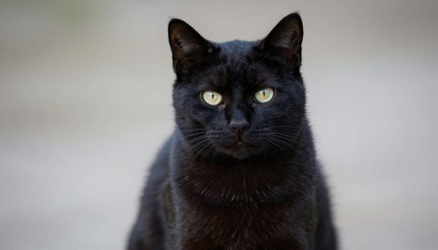Black cat sitting, looking at the camera