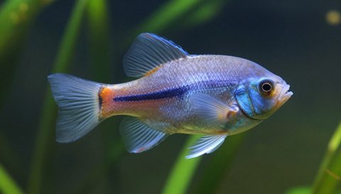 Angelfish in a planted aquarium