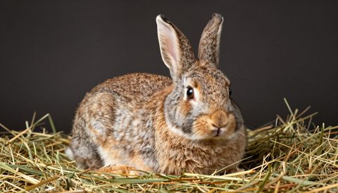 Rabbit resting on hay, dark background