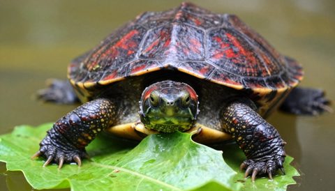 Red-eared slider eating