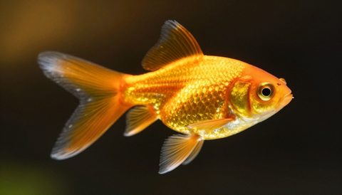 Cá vàng cận cảnh, nắng chiều