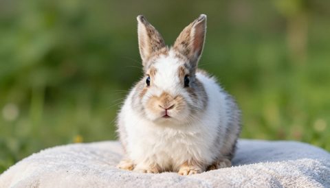 Rabbit as a baby, morning light