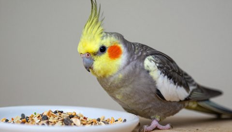 Cockatiel eating seeds