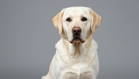 Labrador retriever sitting, looking at the camera