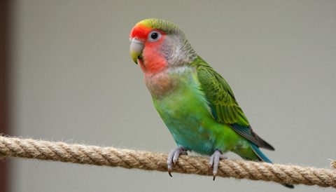 Lovebird playing on a rope perch