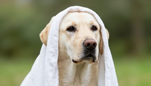 Labrador retriever in a towel after a bath, morning light