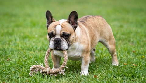 French bulldog playing with a rope toy