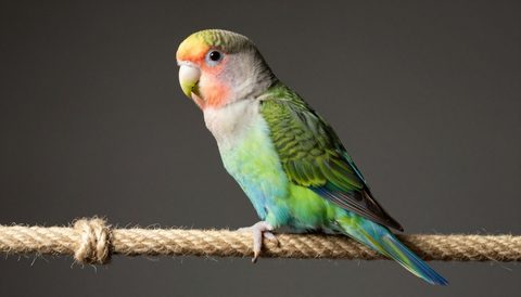 Lovebird playing on a rope perch, dark background