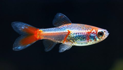 Cá bảy màu cận cảnh