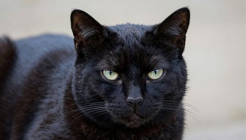 Black cat as a senior cat