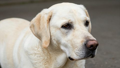 Chó labrador lúc về già