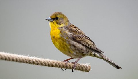 Canary playing on a rope perch