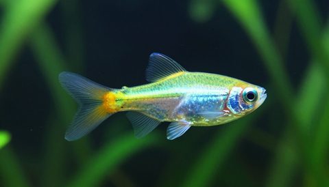 Cá neon bơi trong bể thuỷ sinh