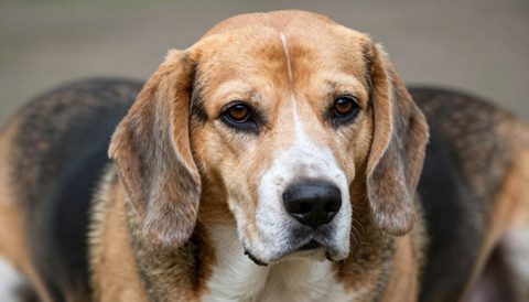 Beagle as a senior dog