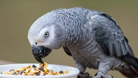 African grey parrot eating seeds