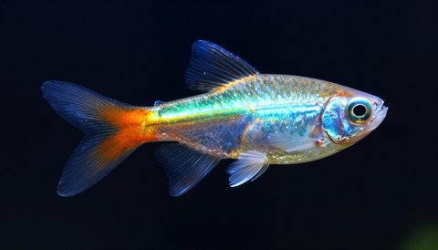 Cá neon cận cảnh