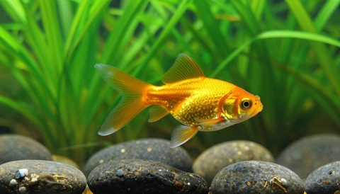 Goldfish among aquatic plants