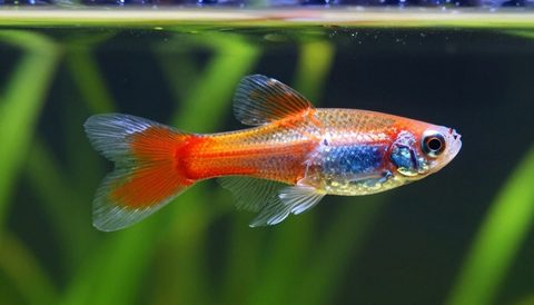 Cá bảy màu bơi trong bể thuỷ sinh