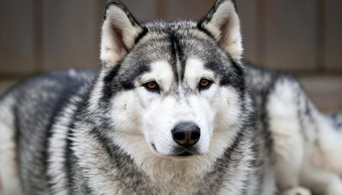 Chó husky lúc về già