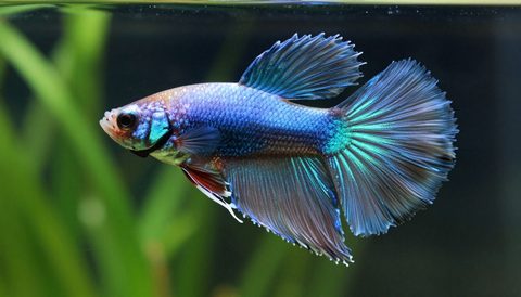Cá betta bơi trong bể thuỷ sinh
