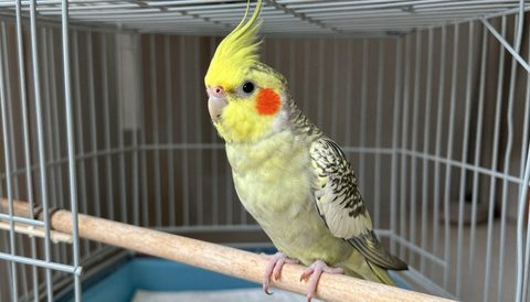 Cockatiel in a large cage
