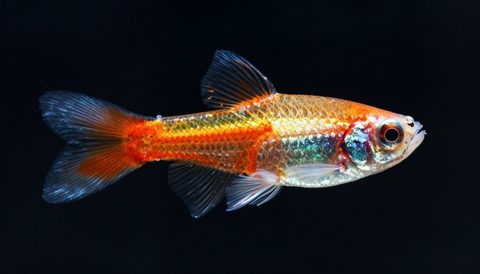 Cá bảy màu cận cảnh