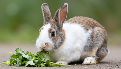 Holland lop rabbit eating fresh greens