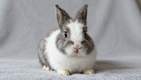 Holland lop rabbit as a baby