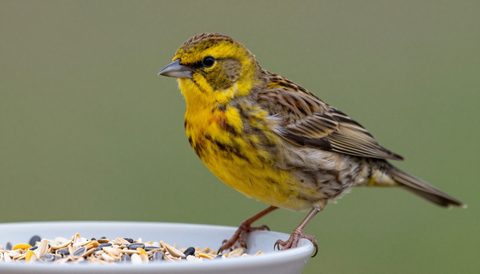 Canary eating seeds