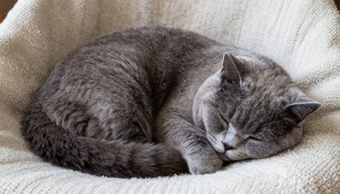 British shorthair curled up asleep