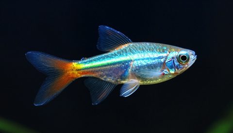 Cá neon cận cảnh