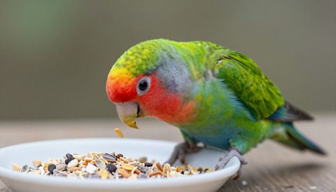 Lovebird eating seeds