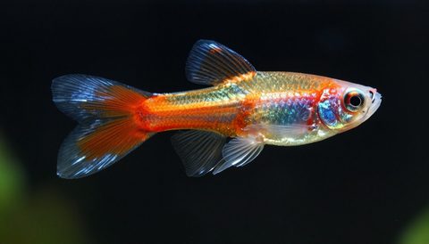 Guppy in a planted aquarium, dark background