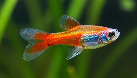 Cá bảy màu bơi trong bể thuỷ sinh