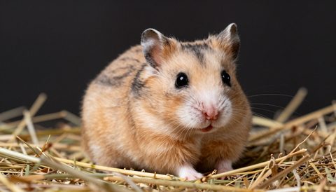 Syrian hamster resting on hay, dark background