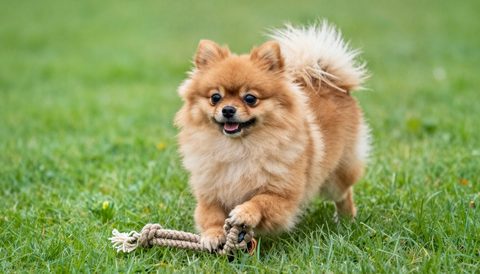 Pomeranian playing with a rope toy
