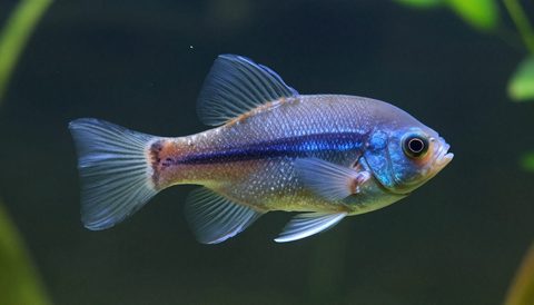 Angelfish in a planted aquarium