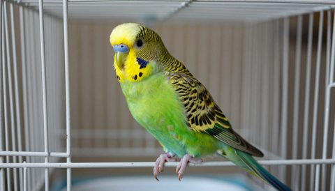 Yến phụng trong lồng rộng