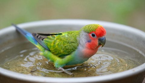 Lovebird bathing