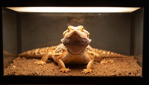 Rồng Úc sưởi dưới đèn