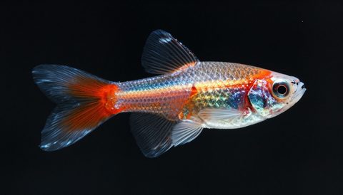 Guppy close-up, dark background