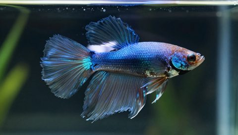 Cá betta bơi trong bể thuỷ sinh