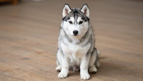 Siberian husky as a puppy
