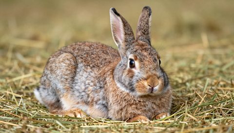 Rabbit resting on hay
