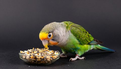 Lovebird eating seeds, dark background