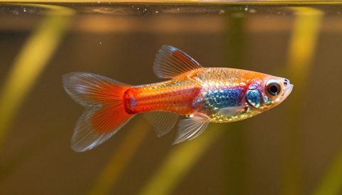 Guppy in a planted aquarium, golden hour