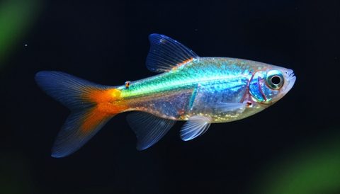 Cá neon cận cảnh