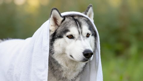 Siberian husky in a towel after a bath, morning light